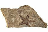 1.8" Ordovician Starfish (Petraster?) Fossil - Morocco - #200181-1